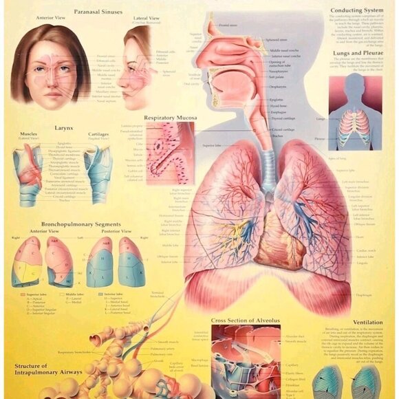 1999 Respiratory System Anatomical Chart Laminated Poster Medical Hospital GstRm - Picture 2 of 2